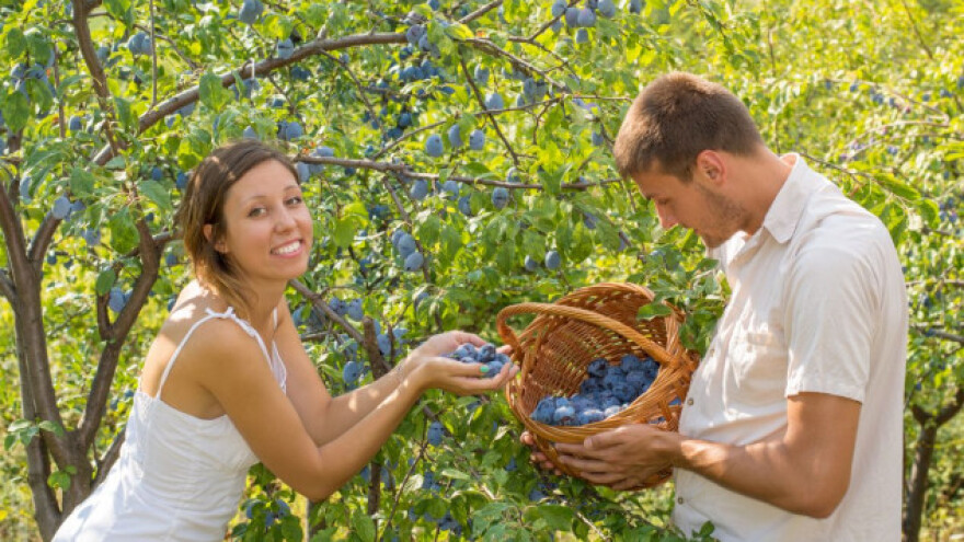 Općina Prozor Rama se priprema za Sajam šljive