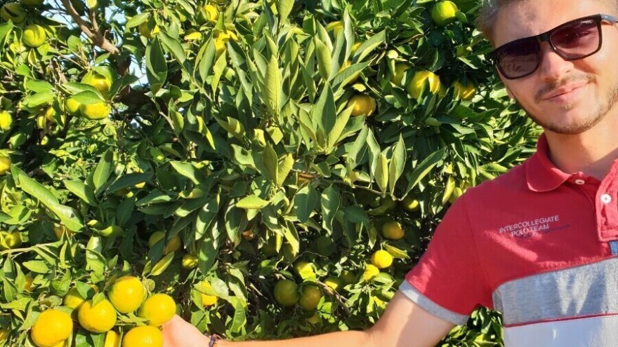 Ruske sankcije pretvorili u priliku: OPG Anđelić sam mandarini iskrčio put na nova tržišta