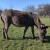 Posljednja magarica na OPG-u Ankice Kokurić u Igrišću