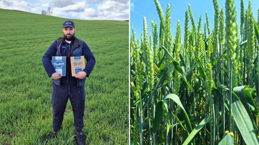 Zlatko Bućan: Lani sam s dva tretmana na kiselom tlu ostvario 6 t/ha pšenice