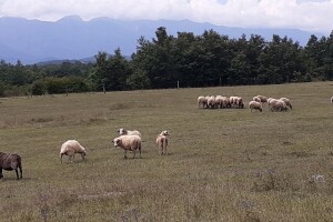 OPG Budimlija: Lička pramenka je pasmina koja daje najbolje janje, a samo od mlijeka i trave