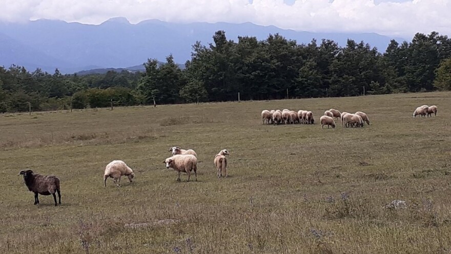 OPG Budimlija: Lička pramenka je pasmina koja daje najbolje janje, a samo od mlijeka i trave