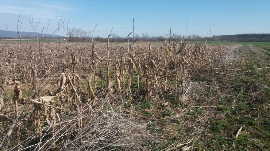 Ivo Bungić: Nema što nisam činio, divlje svinje opet unište kukuruzište, a odštete još nema