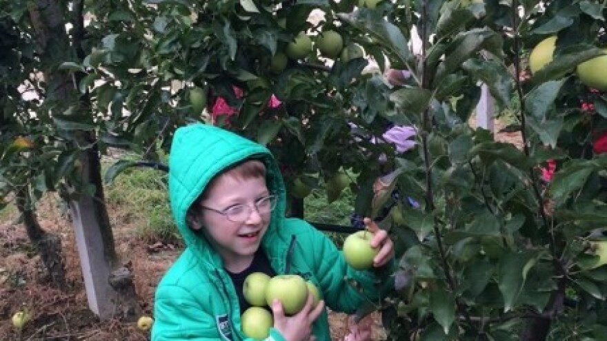 Za nasade jabuka 285  tisuća kuna