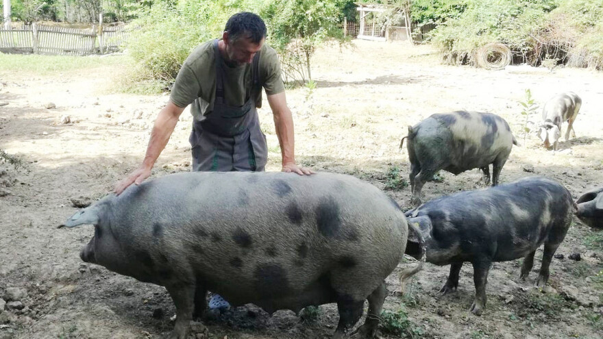 Ovce zamijenili banijskom šarom: Dijelom i kako bi pridonijeli njezinu opstanku