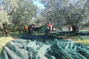 Maslinari, nakon berbe zaštitite nasade od raka i paunova oka