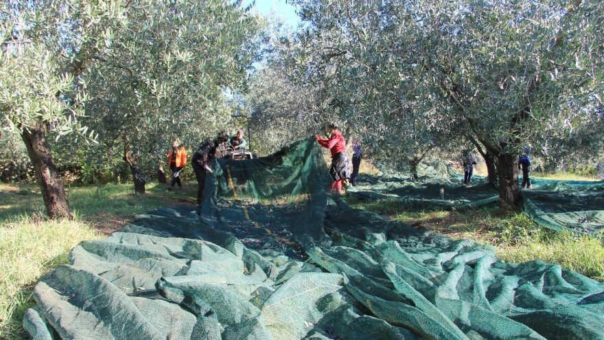 Istri sedmi put za redom titula najbolje svjetske regije za ekstra djevičanska maslinova ulja