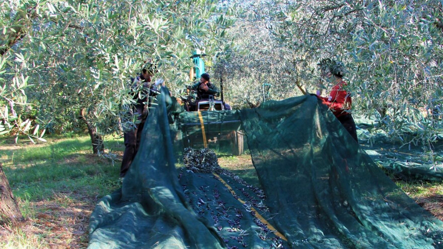 Maslinik u studenom: Nakon berbe slijedi rezidba, gnojidba i zaštita