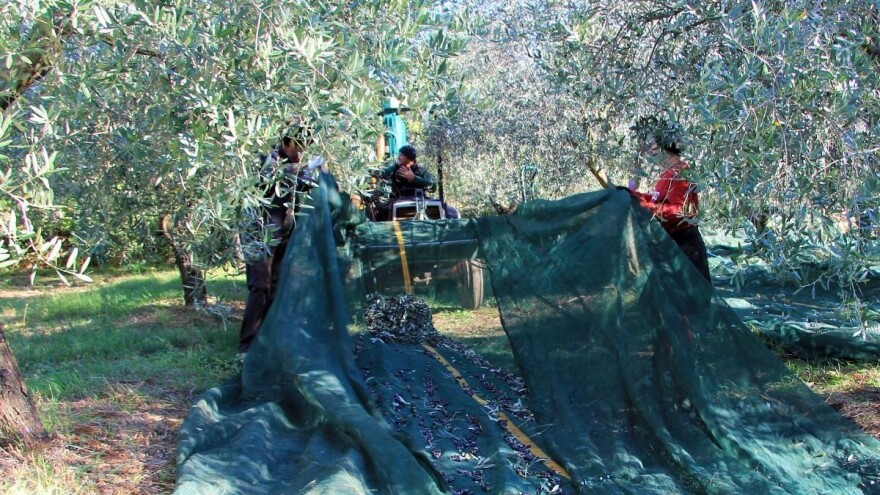 Završnica maslinarske godine - od čega zavisi početak berbe?