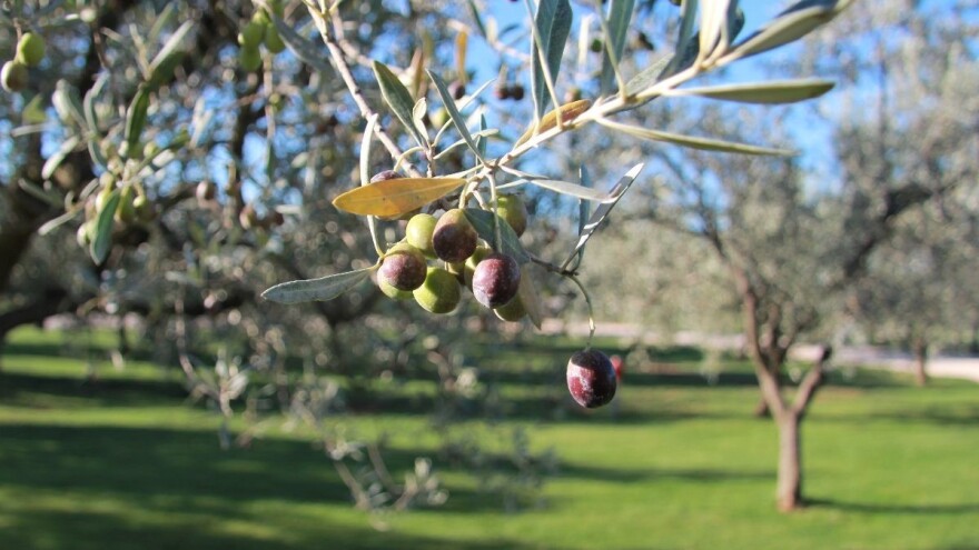 Konferencija o potencijalu maslinarstva 9. marta u Mostaru
