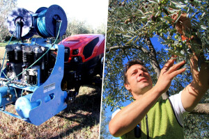 Jedan traktor, a dva tresača - inovativna berba maslina na OPG-u Chiavalon