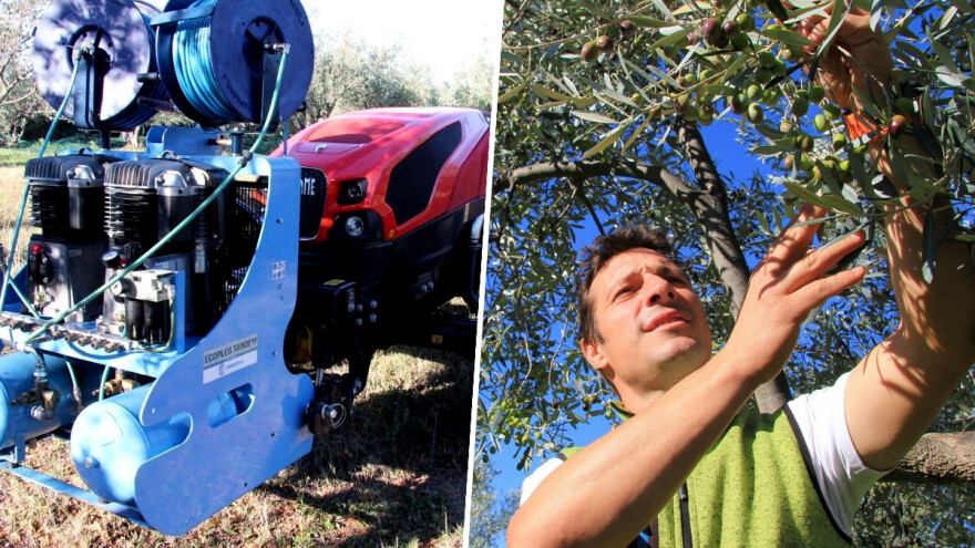 Jedan traktor, a dva tresača - inovativna berba maslina na OPG-u Chiavalon