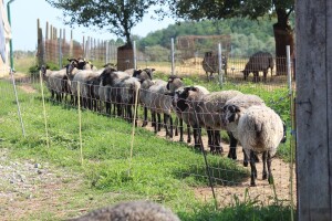 Uzgajivači ovaca, koza i izvornih pasmina peradi podnesite zahtjev za potporu!