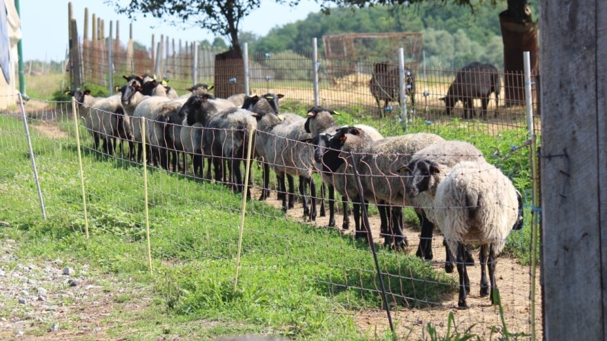 Uzgajivači ovaca, koza i izvornih pasmina peradi podnesite zahtjev za potporu!