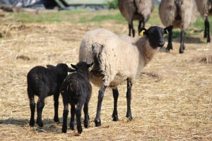 Toksoplazmoza uzrokuje česte pobačaje u ovaca i koza - kako spriječiti bolest u stadu?