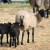 Toksoplazmoza uzrokuje česte pobačaje u ovaca i koza - kako spriječiti bolest u stadu?