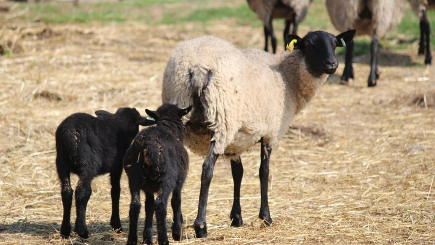 Toksoplazmoza uzrokuje česte pobačaje u ovaca i koza - kako spriječiti bolest u stadu?