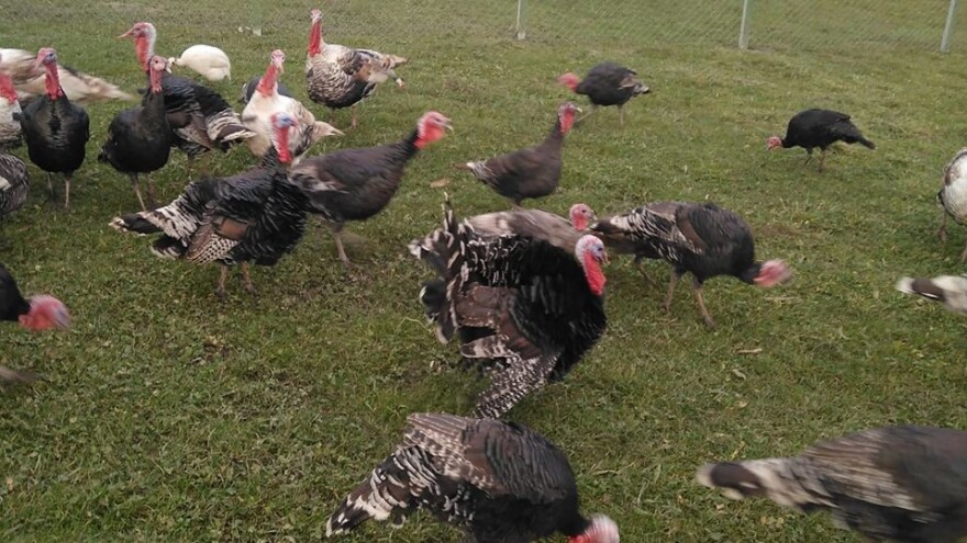 Zagorski purani s OPG-a Cingulin: od malog uzgoja za vlastite potrebe do prvih kupaca