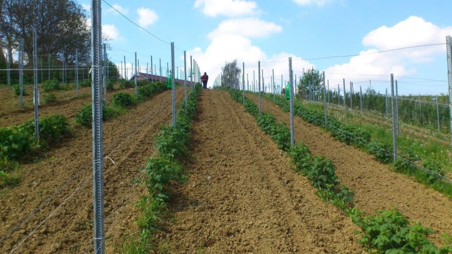 Vratio se iz inozemstva, supruga ostala bez posla - šansu su vidjeli u malinama i kupinama