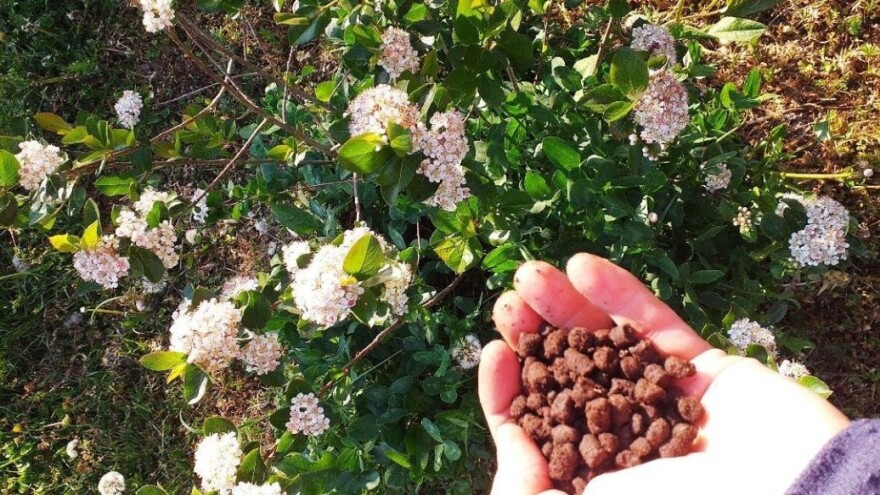 Dalibor Drozdek: Od jedne kante kalifornijskih glista do humusa i granula glistala