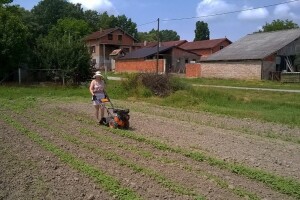 Eva Đurić zaljubljenica u pčele te stare sorte voća i povrća: motika je lijek za današnje bolesti