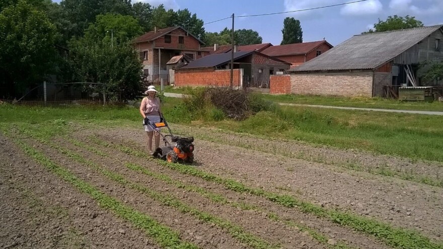Eva Đurić zaljubljenica u pčele te stare sorte voća i povrća: motika je lijek za današnje bolesti