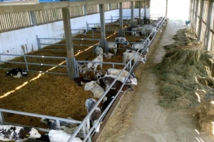 Kvaliteta se broji, junad im je tražena u Libanonu