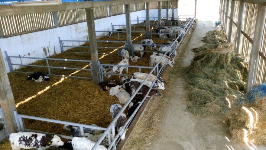 Kvaliteta se broji, junad im je tražena u Libanonu