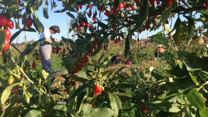 Goji bobice su naš put u modernu poljoprivredu