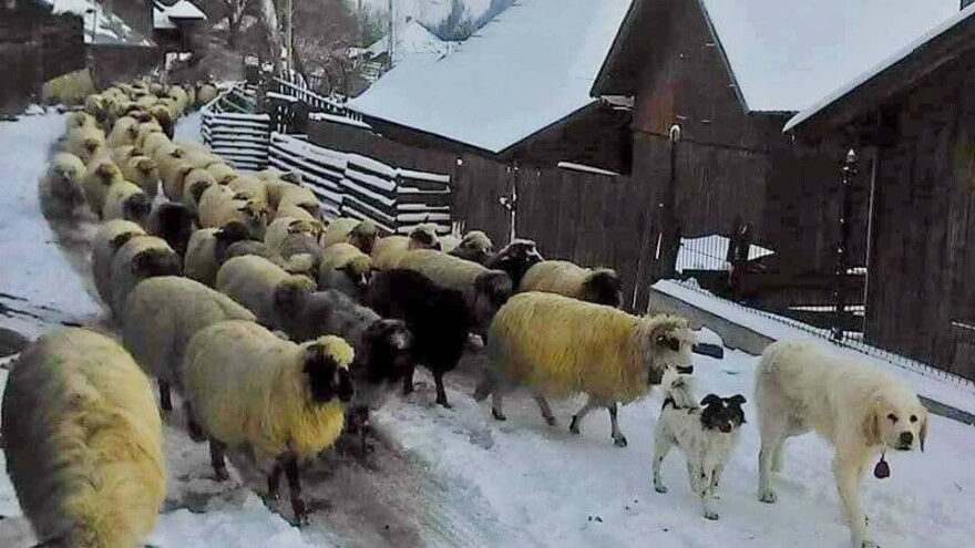 U Ličko-senjskoj županiji nema niti jednog stada matičnih koza, Slavko Glumac to želi promijeniti