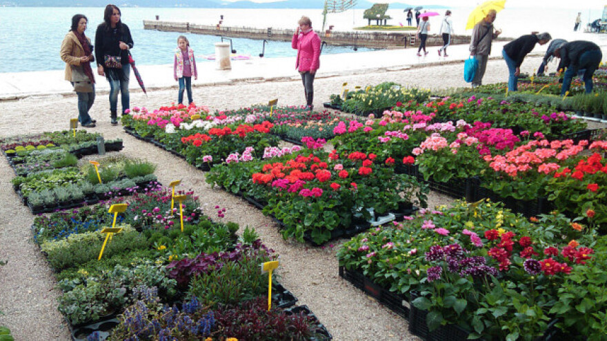 "Cvijeće je težak posao, ne znam želimo li ga svojoj djeci"