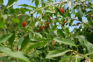 Uzgoj Goji bobica