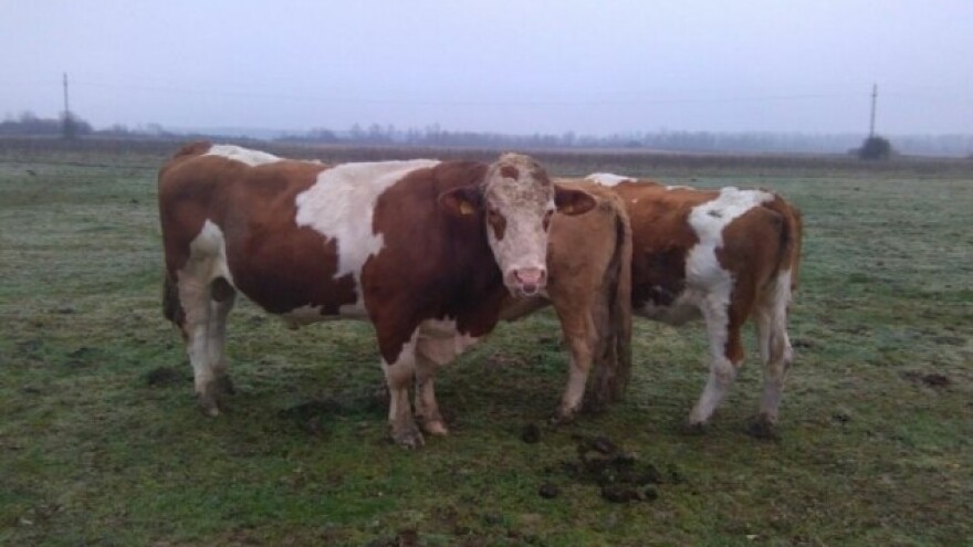 Uz Agro kredit lakše do poticaja!