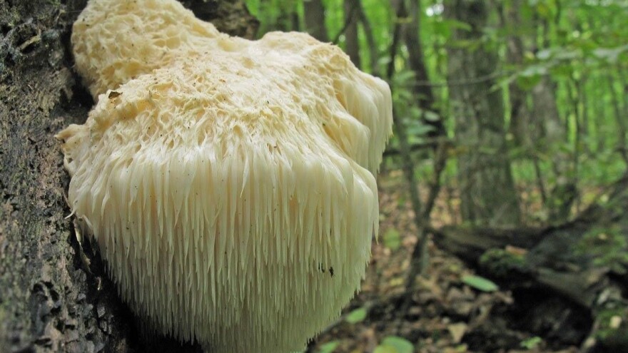 Ljekovite gljive hrastova sjajnica, lavlja griva, cordyceps militaris, maitake, smrčak i druge uzgajaju na OPG-u Istra Mushrooms