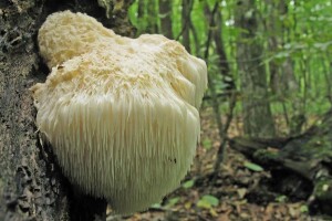 Hrastova sjajnica, lavlja griva, cordyceps militaris, maitake, smrčak - dio je ljekovitih gljiva s OPG-a Tatjane Čaplinskij