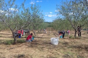 Ovčarstvo zamijenili bademom, od prošle godine bademi s OPG-a Bulić imaju status ekološkog proizvoda