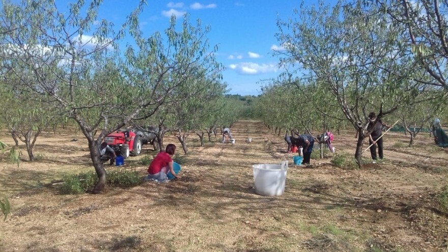 Ovčarstvo zamijenili bademom, od prošle godine bademi s OPG-a Bulić imaju status ekološkog proizvoda