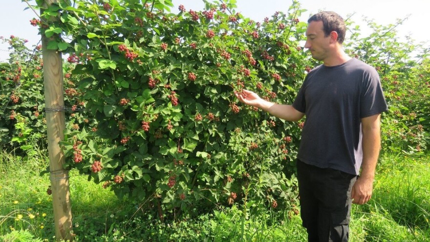 Proizvodnjom bobičastog voća OPG Čuković počeo se baviti još 80-ih godina, od kupina, malina i jagoda - može se živjeti!
