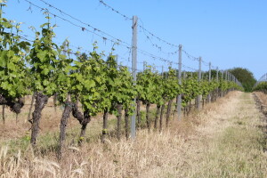 Ponovo tretirajte vinograd: Birajte fungicid čija djelatna tvar do sada nije korištena