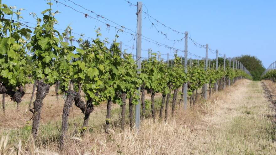 Za sufinanciranje rada regionalnih organizacija vinara i vinogradara osigurano 6 milijuna kuna