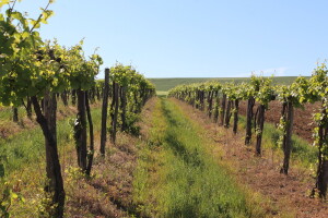 FAZ preporučio pripravke za zaštitu vinograda - čim prije