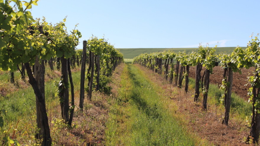 FAZ preporučio pripravke za zaštitu vinograda - čim prije