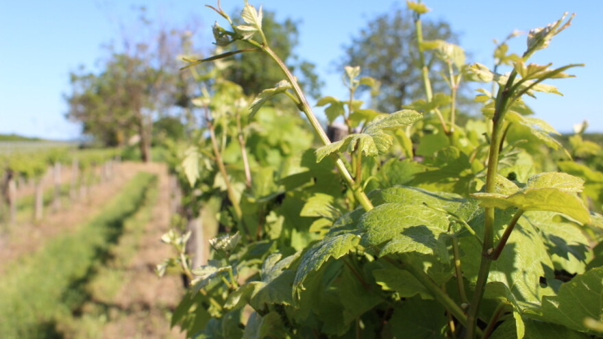 Domaćem vinogradarstvu i vinarstvu trebaju veće površine, konkurentnost i okrupnjavanje?