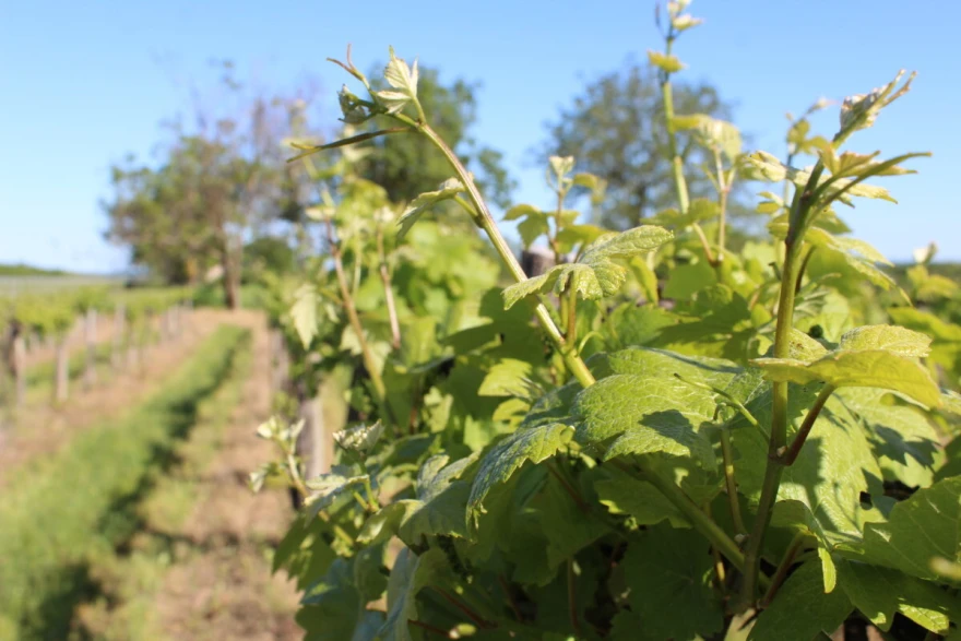 Vinograd