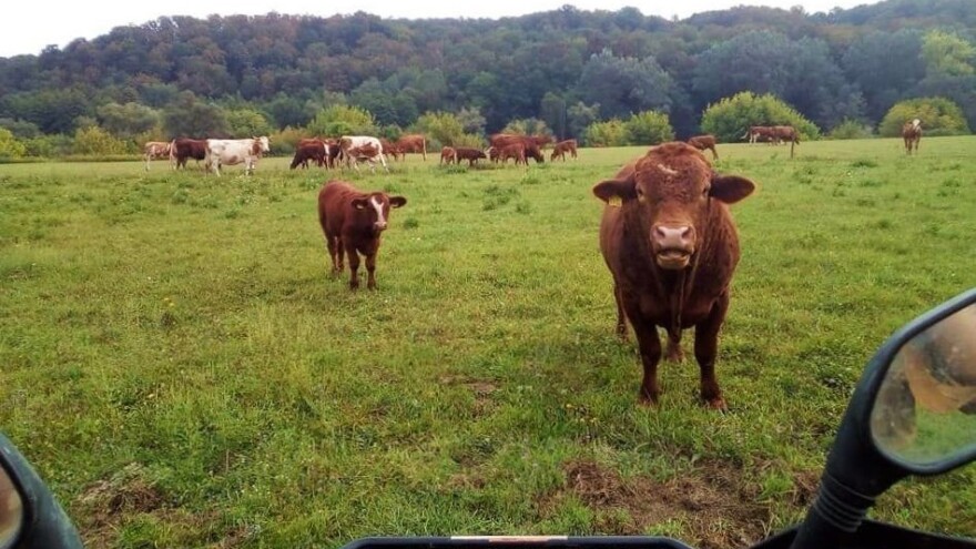Ivica Bukovac jedini u selu još drži krave. Šteta, kaže, jer kraj je bogomdan za eko poljoprivredu