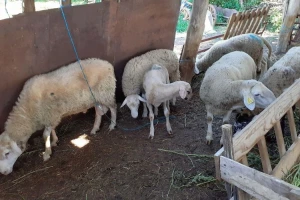 Nije teško kad se voli: Sandra (21) na svom OPG-u ima 300 ovaca, ali i krave, konje, pčele