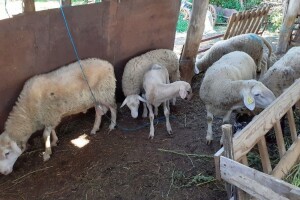 Nije teško kad se voli: Sandra (21) na svom OPG-u ima 300 ovaca, ali i krave, konje, pčele