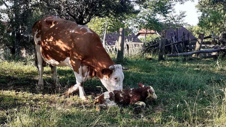 Teške dane u mljekarstvu prebrodila proizvodnjom sireva i prodajom telića