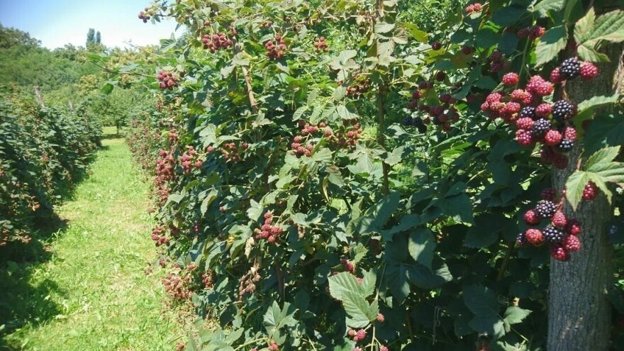 Matko Juretić: Zažmiri na jučer jer danas je dan u kojem kuješ svoje želje