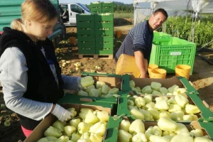 Plastenike OPG Komar uništili vjetar i tuča - za obnovu dobili 371 tisuću kuna europskog novca
